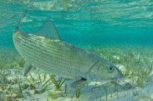 Bonefish1
