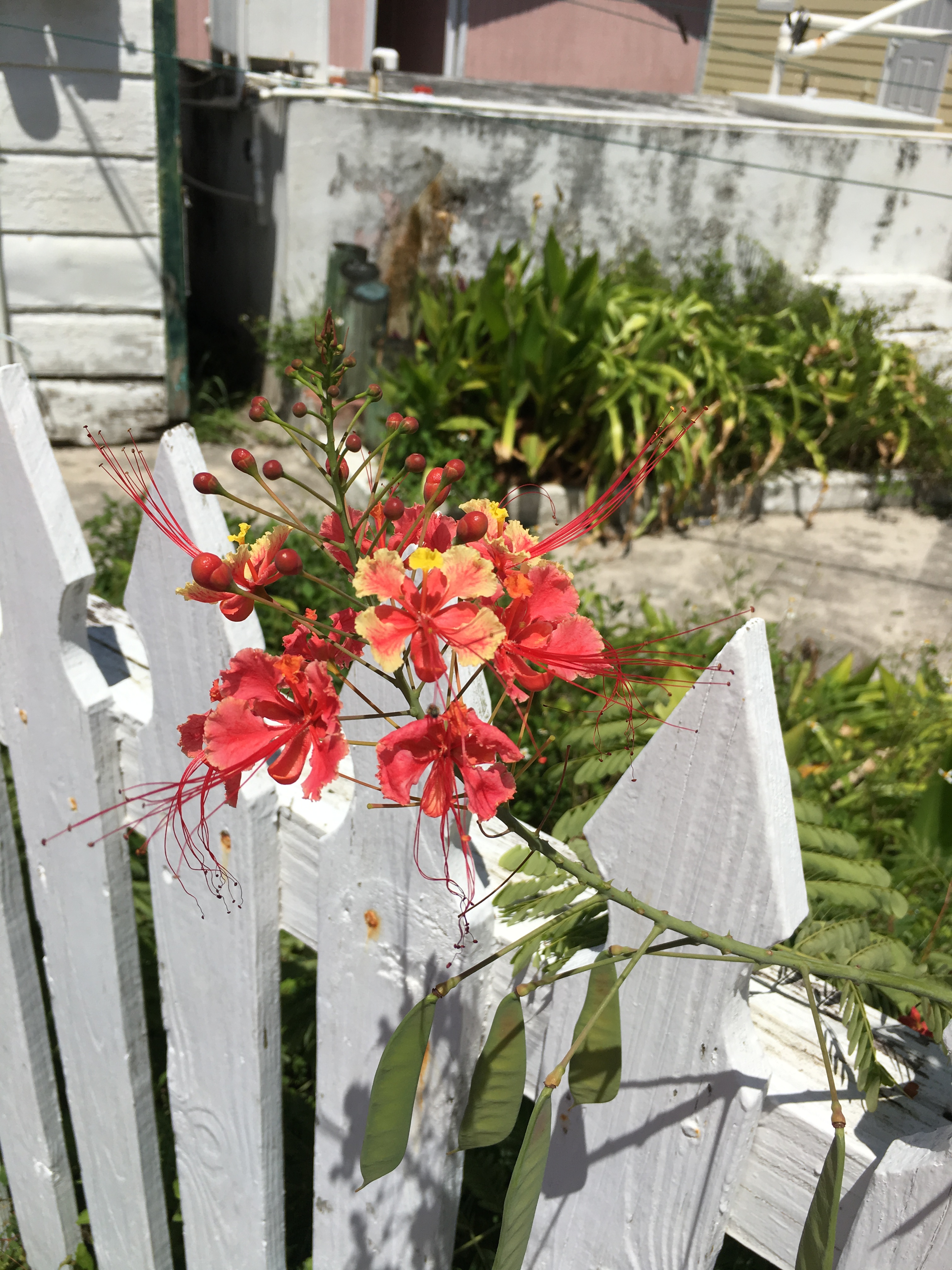 IMG_5369c