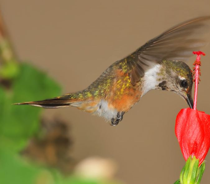hummingbird.JPG